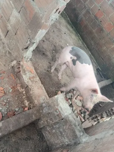 Porca