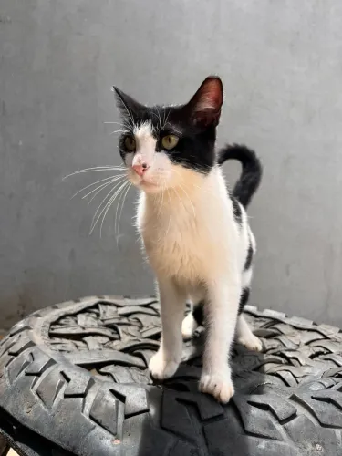 Gata femêa