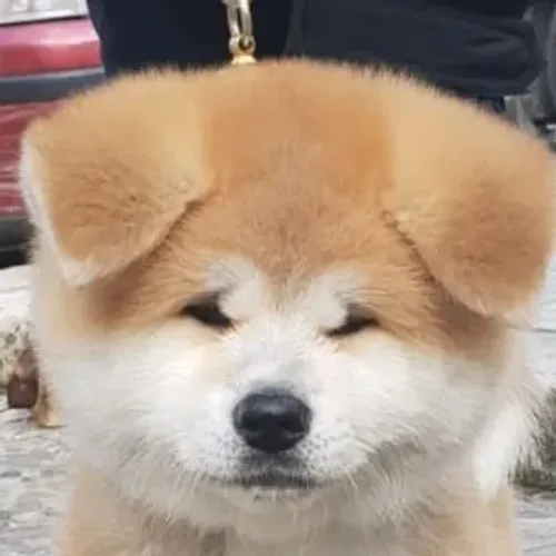 Akita Inu,Akita Inu Filhote Disponível Alta Qualidade