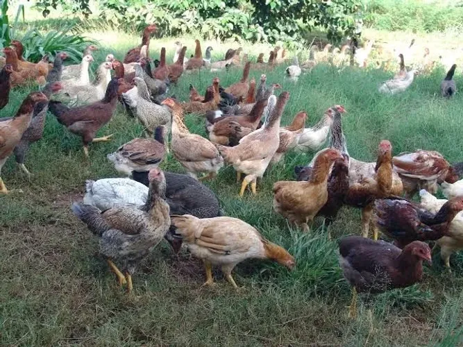 Doa-se frango