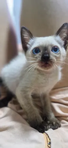 Doação de filhotes