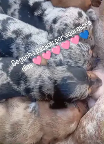 filhote cofap salsicha dachshund basset 12x cartao