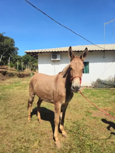 Mula loira 2 anos e meio