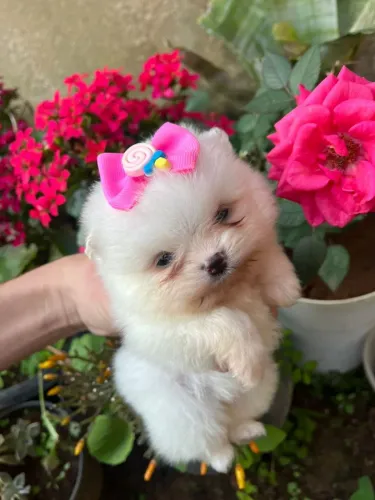 Lindos filhotes de lulu pomerania anão ? 