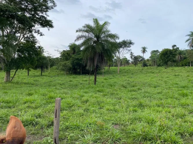 Vendo Fazendinha 10,5 alqueires Pronta!