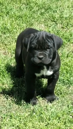 Cane Corso Carinho que se mantém