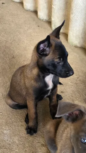 Filhotes de Pastor Belga Malinois com Pedigree CBKC Opcional