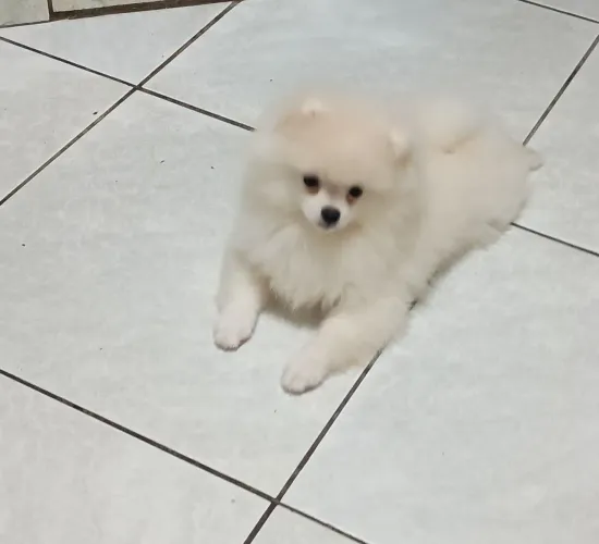 Lulu da Pomerânia/Spitz alemão