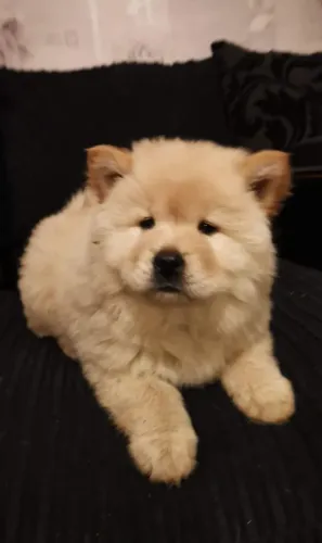 Chow Chow,Chow Chow Filhote Vacinado e Vermifugado