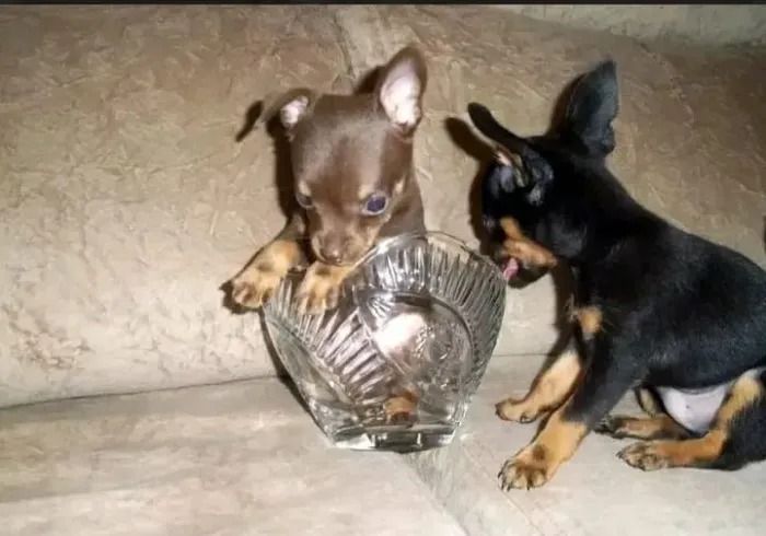 Pinscher ZERO FÊMEA CHOCOLATE