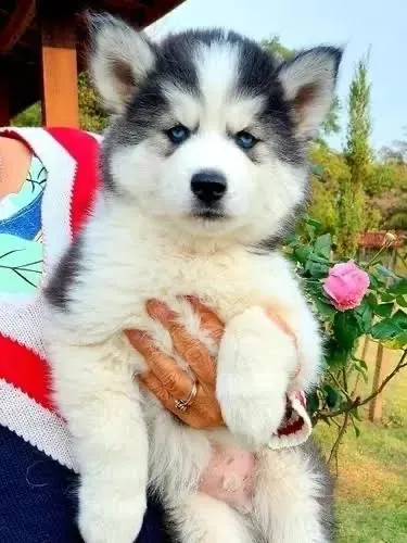 Husky siberiano já escolheu a cor dos olhos ?