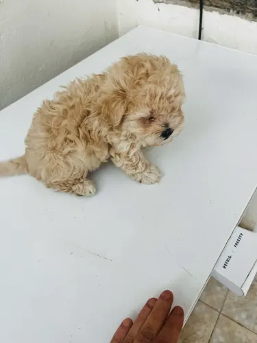 Micro  toy machinho  lindíssimo 