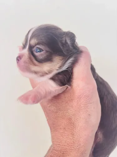 Chihuahua pelo longo com pedigree