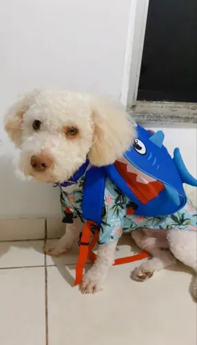 Poodle procuro namorada para cruzar 