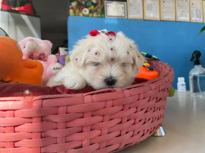Maltês fêmea um princesa disponível