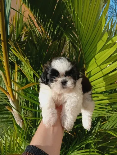 Cachorra sthizu