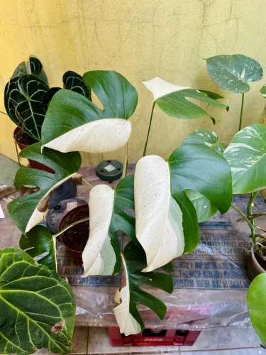 Planta Monstera Half Moon