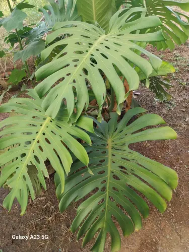 Plantas Ornamentais
