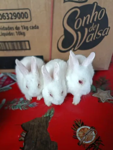 Coelhos filhotes 