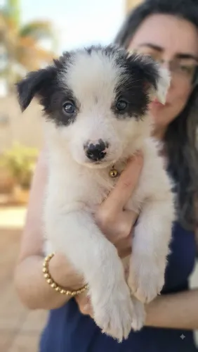Border Collie fêmea