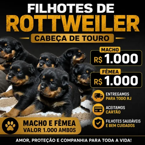 Rottweiler cabeça de touro macho e fêmea raça pura lindos