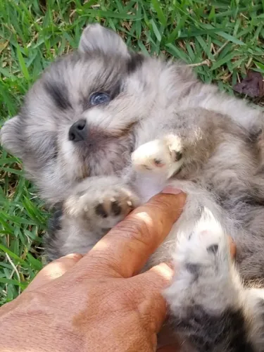 Spitz Alemão Anão fêmeas