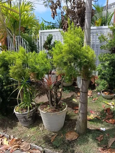 Planta Eugênia