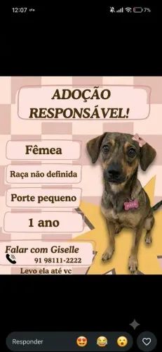 ADOTEM ELA POR FAVOR! ? Fêmea Resgatada - Adoção Urgente