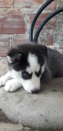 Husky siberiano filhote 
