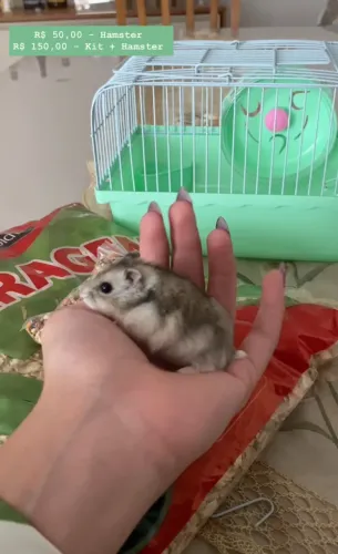 Hamster Anao russo 