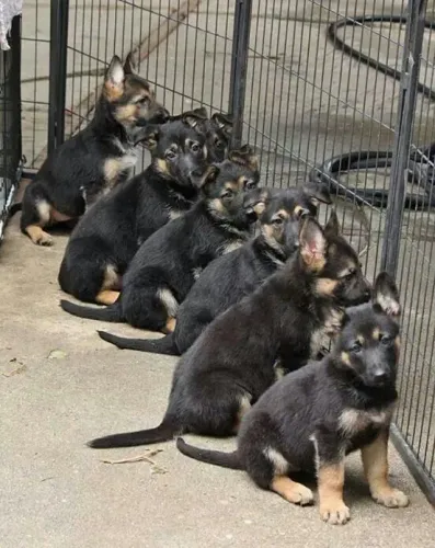 Pastor alemão Um cachorrinho que vale a pena conhecer pessoalmente