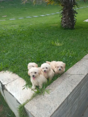 Poodle toy Fêmea e Macho