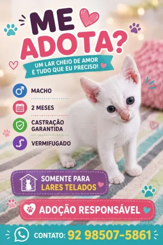 Gatinhos para adoção responsável 