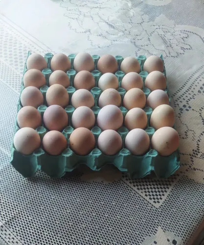 Ovos Galados de Galinha Sertaneja Balão GSB