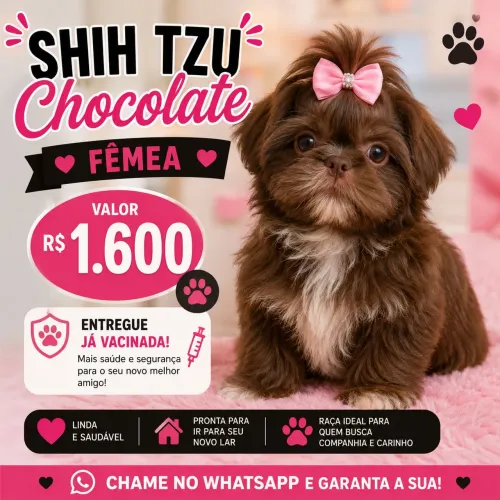 Shitzu Chocolate