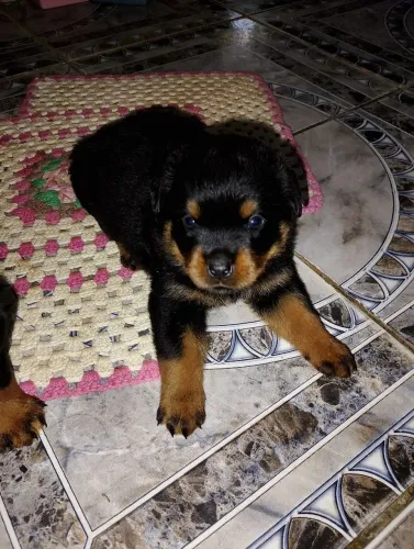 Rottweiler 