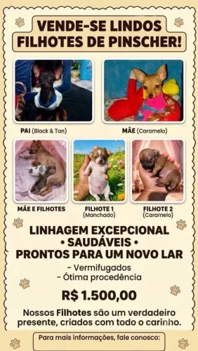 Filhotes pinsher