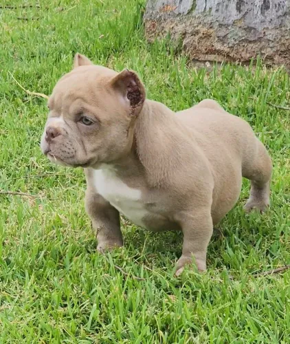 FILHOTES LINDOS BULLY