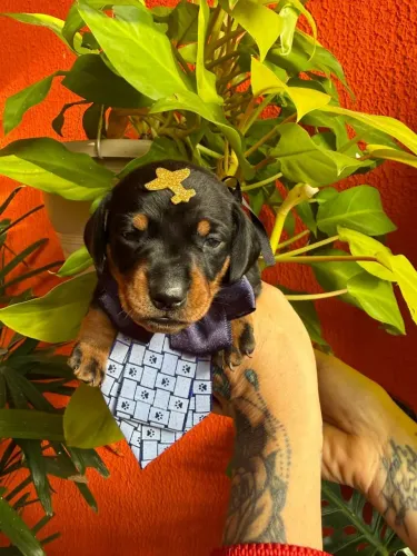 Basset dachshund anão filhotes