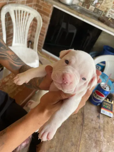 Vende se cachorros filhotes de pitbull Red nose