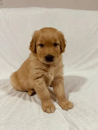 golden retriever