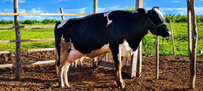 Vacas leiteira 