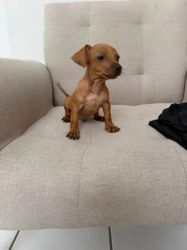 Cachorro pincher disponível número 1 com 0