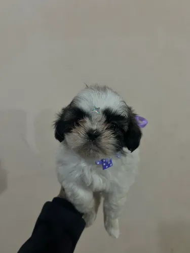 Shitzu mini fêmea 