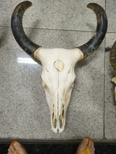 Crânio chifre cabeça de boi chifre 
