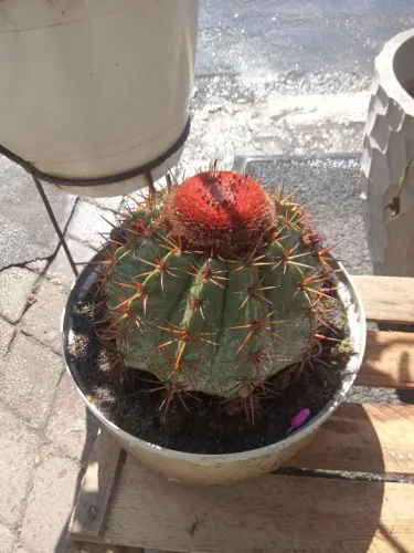 Cacto Coroa de Frades