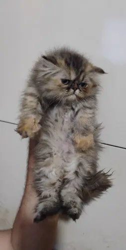 Gatos Persas
