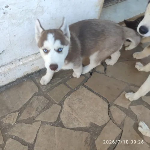 Vendo filhotes macho de Husky Siberiano