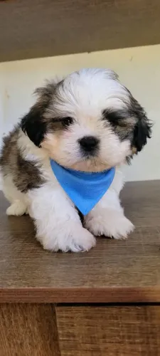Shihtzu Machinho pronta entrega