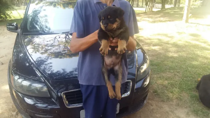 Rottweiler Filhotes Alto nível já prontos